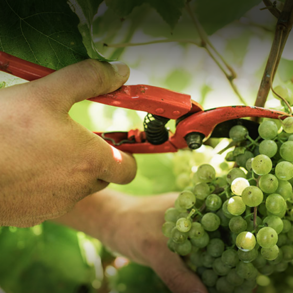 UVAS