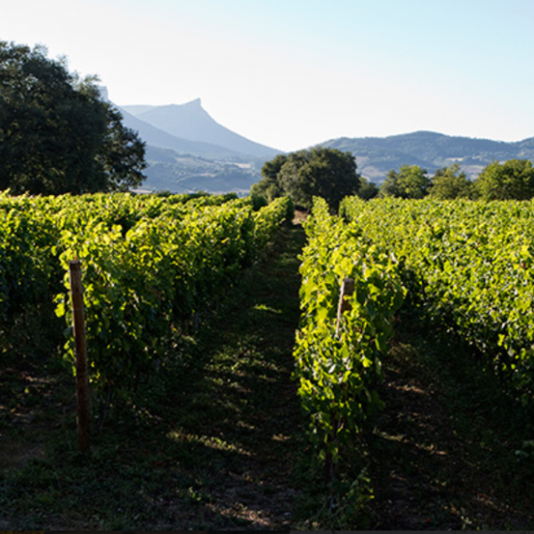 VIÑEDOS 2